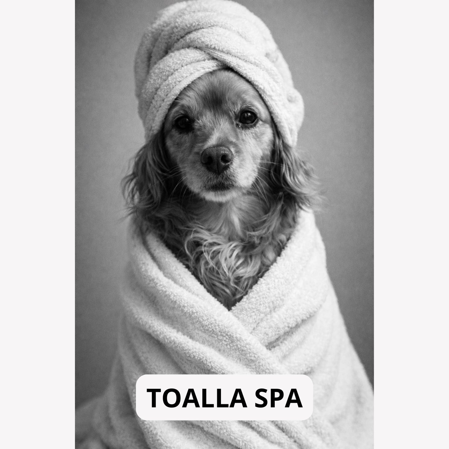 Cuadro Mascota Estilo Spa Personalizado