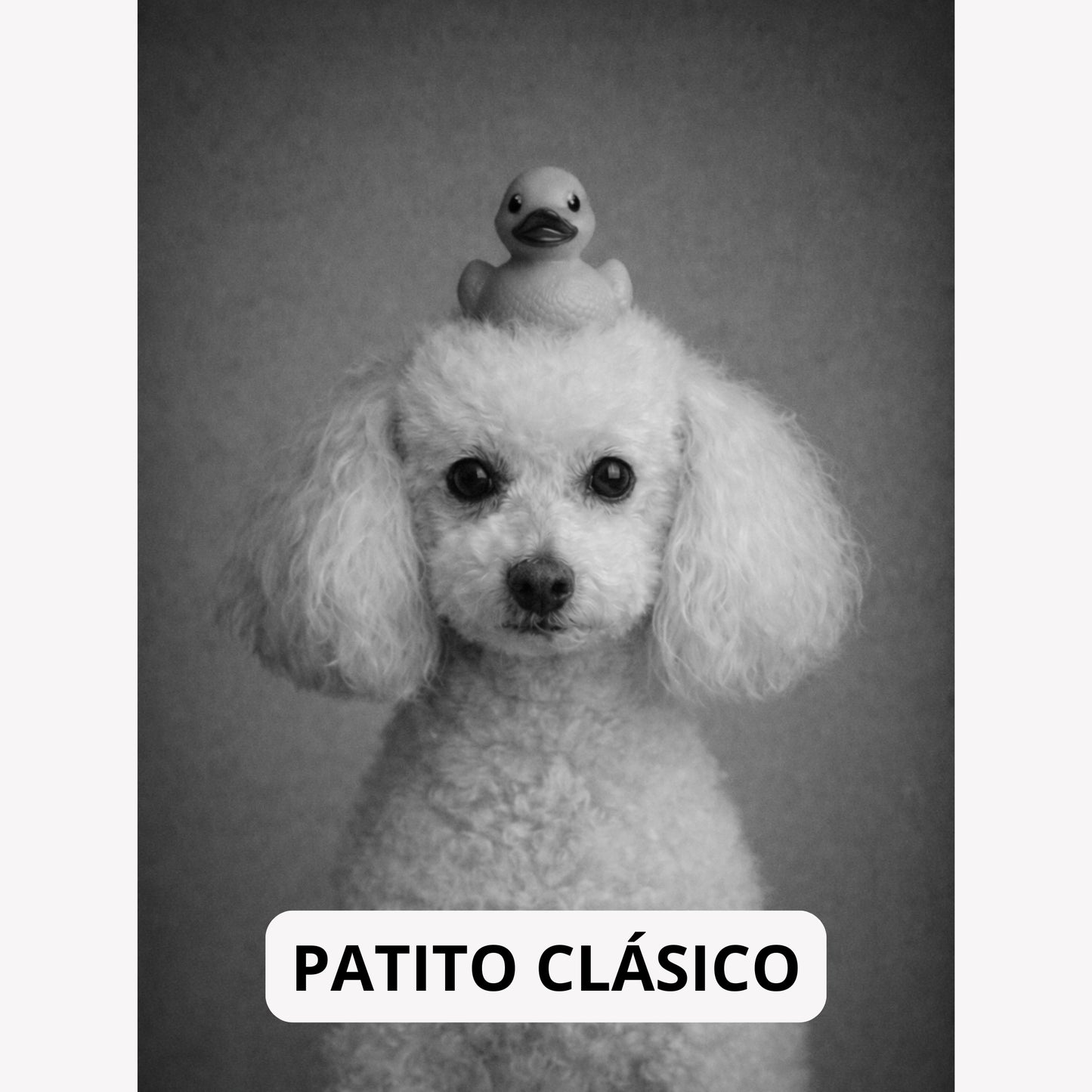 Cuadro Mascota Estilo Spa Personalizado
