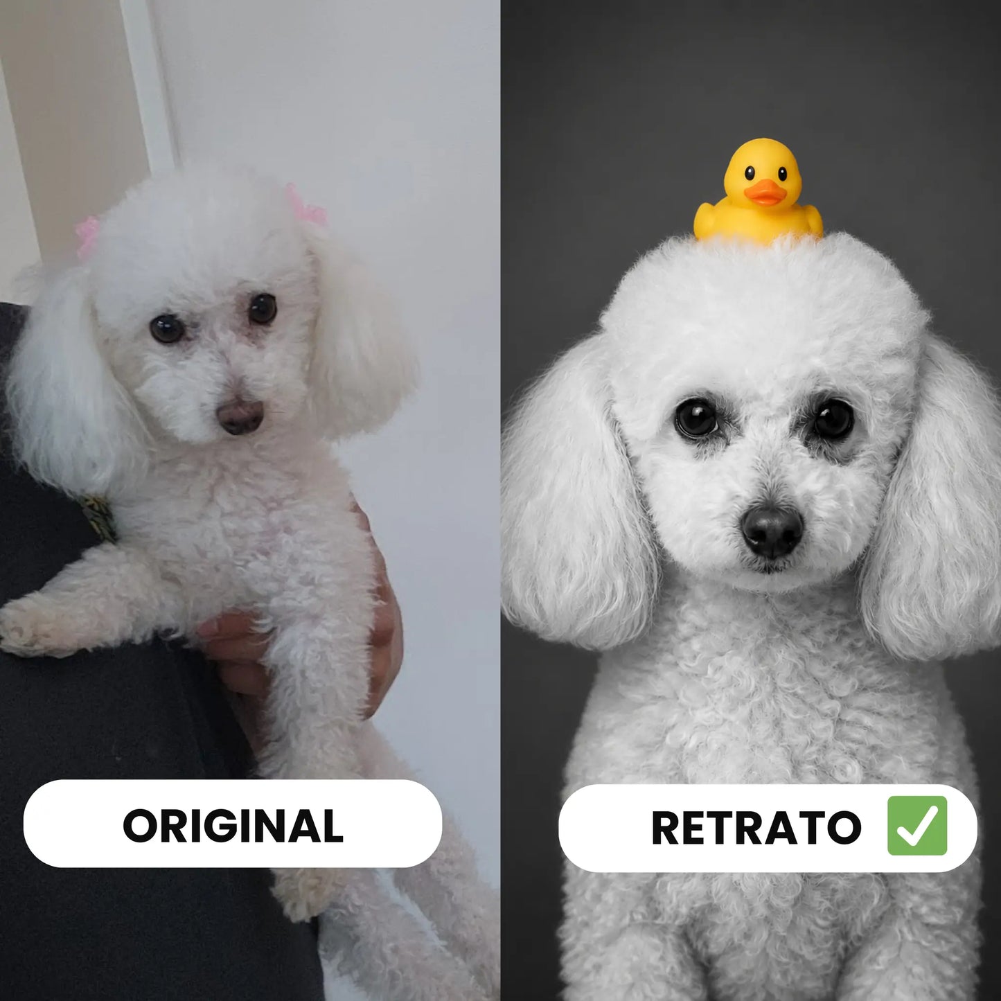 Cuadro Mascota Patito Clásico Personalizado